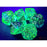 Dice 7-set Nebula (16mm) 27556 Oceanic / Gold