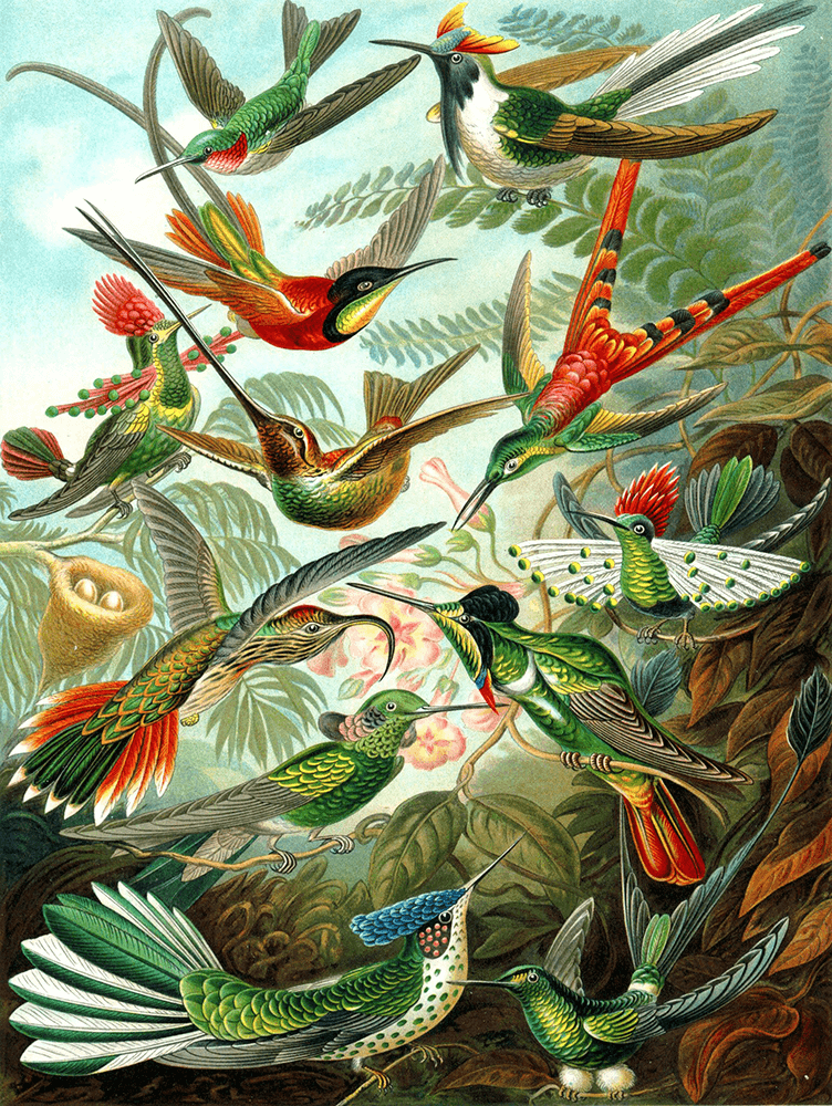 Puzzle (1000pc) Vintage : Hummingbirds