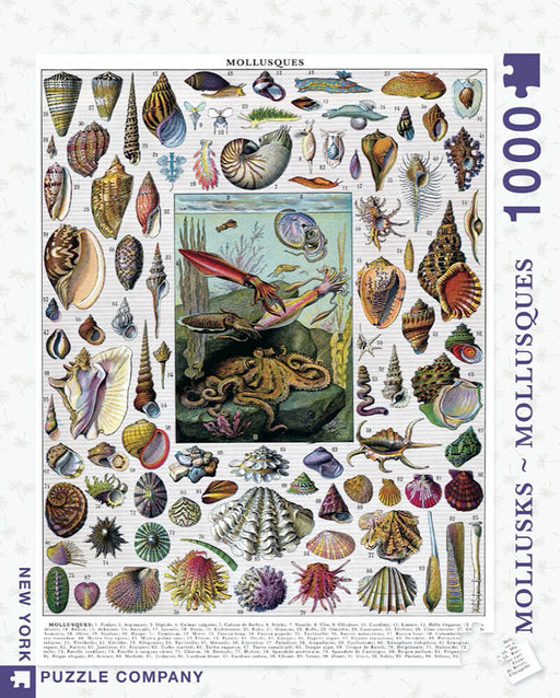 Puzzle (1000pc) Mollusks