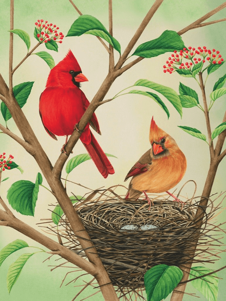 Puzzle (500pc) Cornell Lab of Ornithology : Northern Cardinals