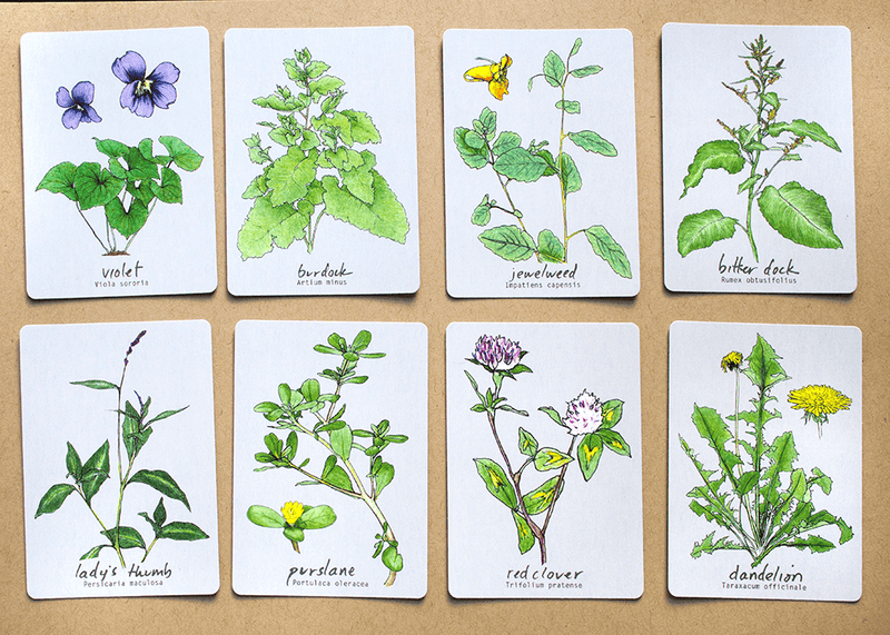 Plant Hunting Memory Card Game