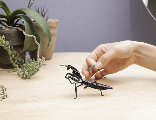 3D Paper Puzzle Insect