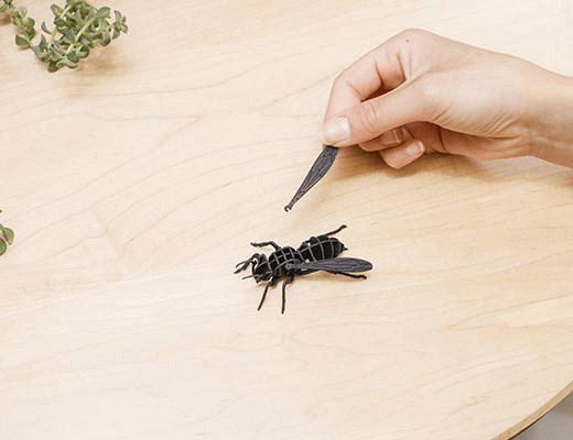 3D Paper Puzzle Insect