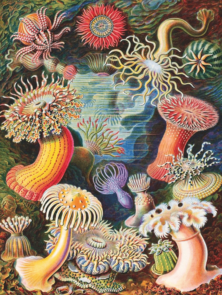 Puzzle (1000pc) Ernst Haeckel : Sea Anemones