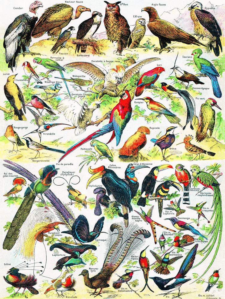 Puzzle (1000pc) Vintage : Birds